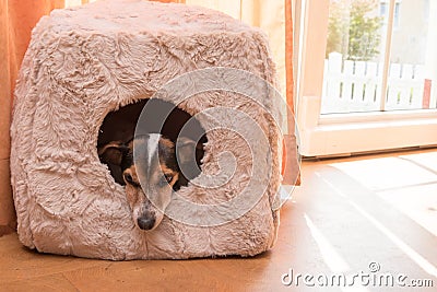 Cute little dog lies comfortably in a cat cave - Jack Russell 10 years old - hair style smooth Stock Photo