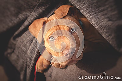 Cute little dog looking from man`s bosom Stock Photo