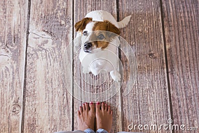 cute little dog lying on the wood floor. Next to his owners legs. View from above. Daytime, lifestyle Stock Photo