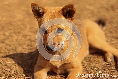 Cute little dog shot at Daribok India Stock Photo