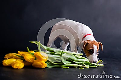 A cute little dog is standing by an armful of tulips on a black background. Purebred puppy Jack Russell Terrier gives a Stock Photo