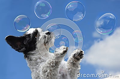 Cute little dog tries to catch soap bubbles Stock Photo