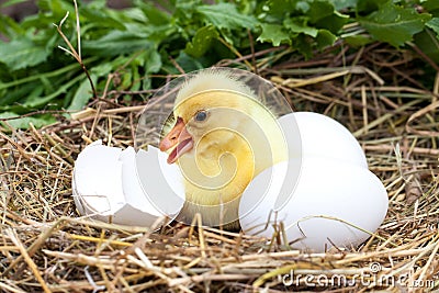 Cute little domestic gosling with broken eggshell and eggs in straw nest Stock Photo