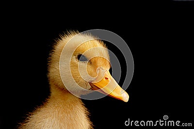 Cute little duck Stock Photo