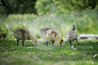 Ducklings gracing on the green grass Stock Photo