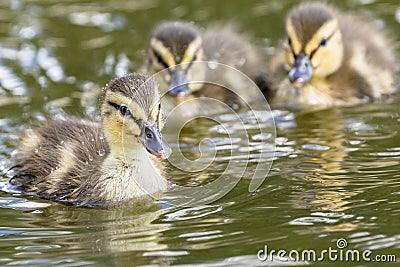 Cute little ducklings in the water Stock Photo