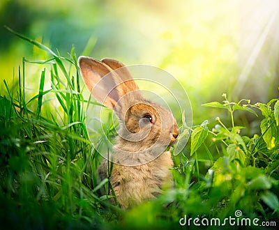 Cute Little Easter Bunny Stock Photo