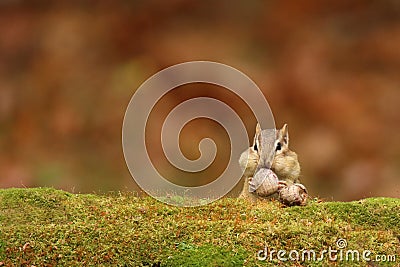 Cute Little Eastern Chipmunk with acorns and Full cheek pouches in Fall Stock Photo