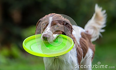 Cute little English Springer Spaniel with wagging tail fetching a yellow flying disc Stock Photo