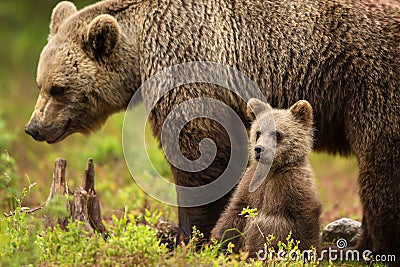 Eurasian brown bear mother with her cub Stock Photo