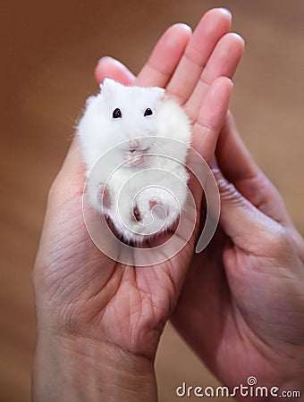 Cute Little Exotic Female Winter White Dwarf Hamster lying down on owner hand. Domesticated House Pets health care, Caring Tips Stock Photo