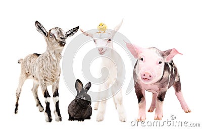 Cute little farm animals Stock Photo