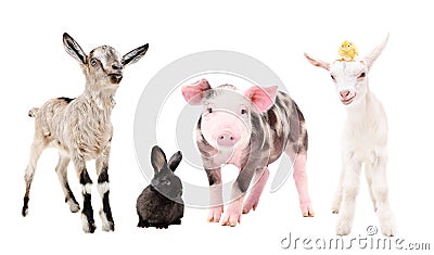 Cute little farm animals, standing together Stock Photo