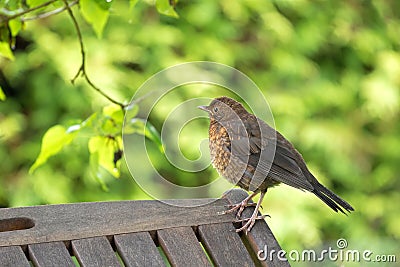 Cute little female Eurasian Blackbird, Juvenile Common Blackbird Stock Photo