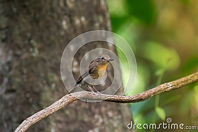 Cute little female Tickell`s Blue Flycatcher bird in brown yello Stock Photo