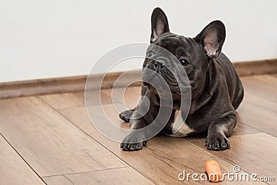 Cute little french buldog puppy Stock Photo