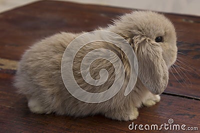 Cute a little funny brown rabbit isolated stand alone on wooden table. Stock Photo