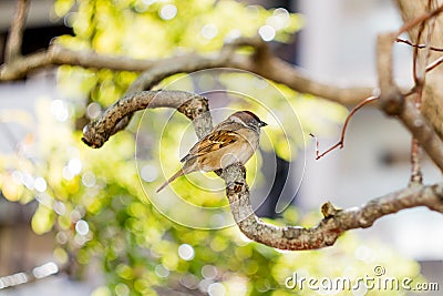 A Cute Little German Sparrow 1 Stock Photo