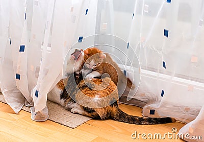 Little ginger-white kitten playing with adult tricolor cat. Cats play and scratch curtains. Stock Photo