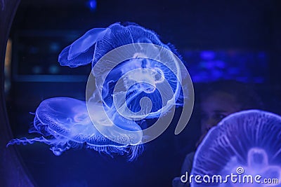 Cute little girl looking over blue jellyfish in aquarium through the glass Stock Photo
