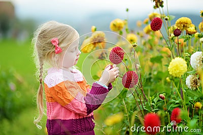 Cute little girl playing in blossoming dahlia field. Child picking fresh flowers in dahlia meadow on sunny summer day. Stock Photo