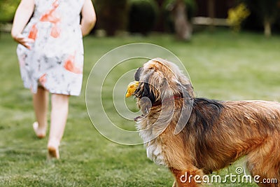 A cute little girl is playing with her pet dog outdooors on grass at home. selective focus Stock Photo