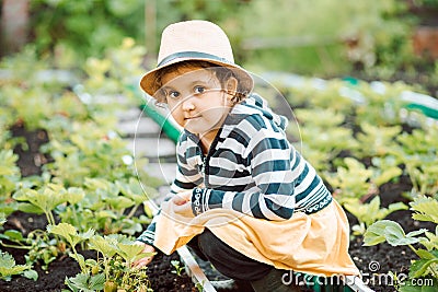 Cute little girl taking care of her garden.The girl looks like strawberries harvest ripens. Happy childhood. Contryside. Stock Photo