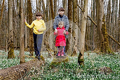 Cute little girl and two kids boys with first spring flowers snowflakes on sunny day in forest, outdoors. Children with Stock Photo