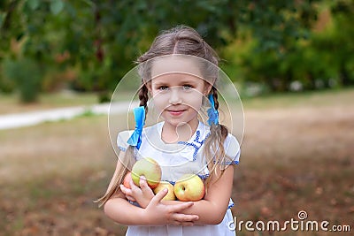 Cute little girl with two pigtails gathering up apples in an apple orchard. Smiling child holding apples in garden. Harvest concep Stock Photo