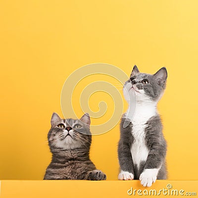 Cute little gray cat and kitten, on a yellow background, looks and plays. Buisiness banner, concept, copy space Stock Photo