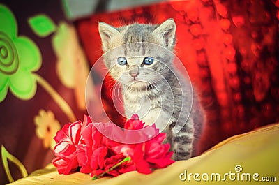 Cute little gray kitten with blue eyes. pet Stock Photo
