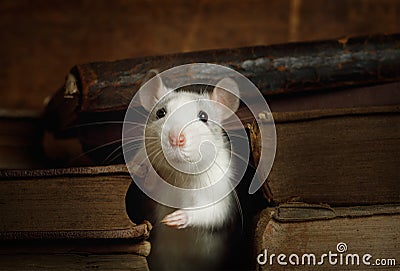 Little gray rat crawled between the old books Stock Photo
