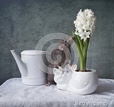 Cute little gray rat sniffing white hyacinth flower. Chinese New Year symbol Stock Photo