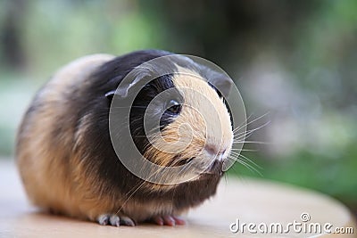 Cute little guinea pig Stock Photo