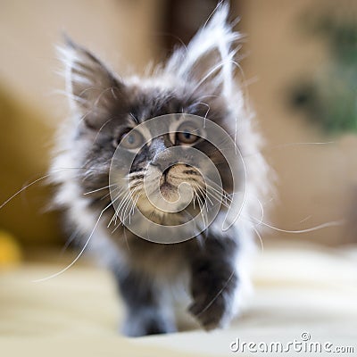 Cute little hairy small kitten Stock Photo