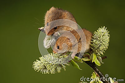 Two Harvest mouse sat on a hawthorn branch Stock Photo