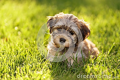 Cute little havanese puppy dog is sitting in the grass Stock Photo