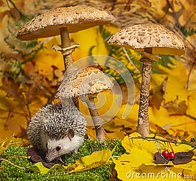 Little hedgehod with parasol mushrooms on forest autumnal background Stock Photo