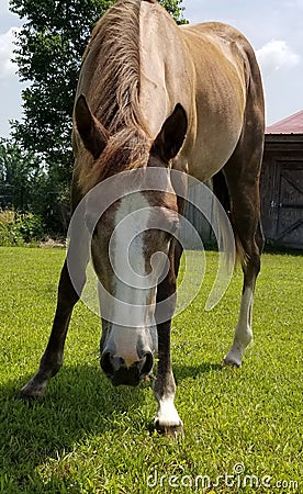 Nosey Stock Photo