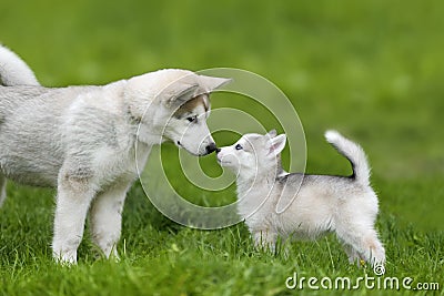 Cute little husky puppy Stock Photo