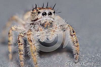 Cute little jumping spider Stock Photo
