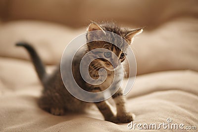 Cute little kitten on bed. Caring for pets, pet from the shelter for animals Stock Photo