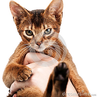 Cute little kitten sitting in the palm of a man Stock Photo