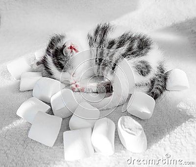 A cute little kitten sleeps on a white carpet marshmallow background. Cute sleeping kitty sweets nbackground Stock Photo