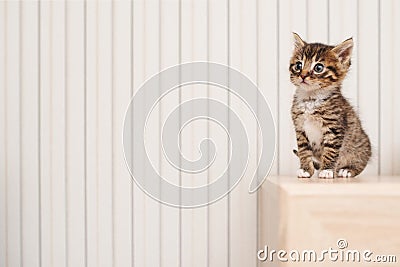 Cute little kitty with big eyes Stock Photo