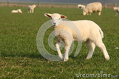 Cute little lamb looking at you Stock Photo