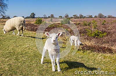 Cute little lamb in nature area Drents-Friese Wold Stock Photo