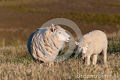 Cute little lambs on fresh green meadow Stock Photo