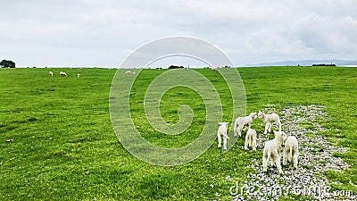 The cute little lambs love each other. Stock Photo