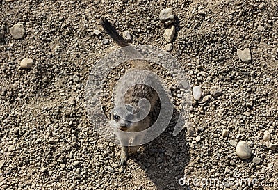 Cute little meerkat in zoo Stock Photo